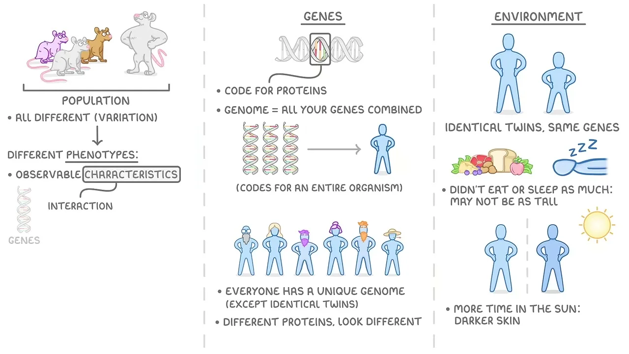 Juegos de Evolution